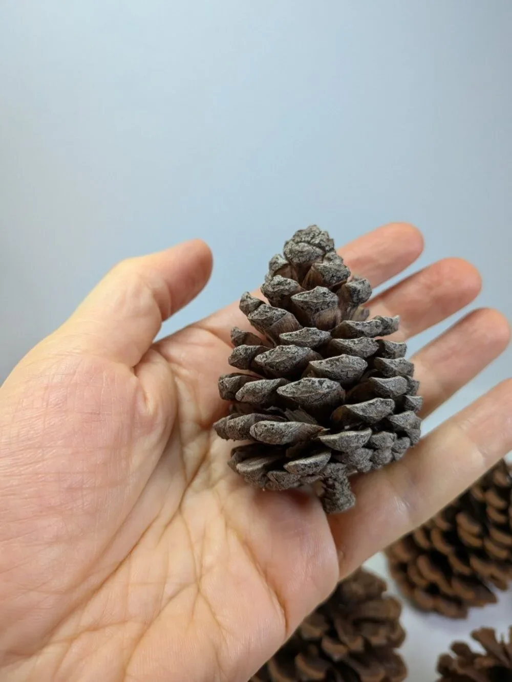 Natural Pine Cones Lot of 17 Assorted 3-4